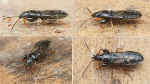 Réf. 198 971 : Piezoscelis staphylinus